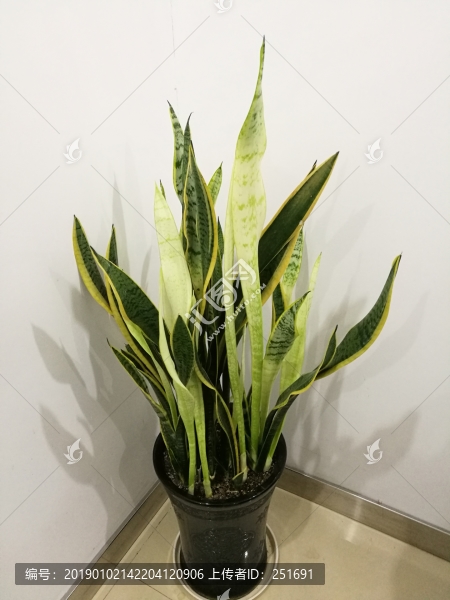 白化變異虎皮蘭