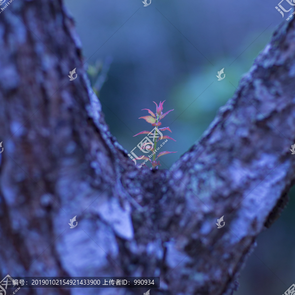 生命力