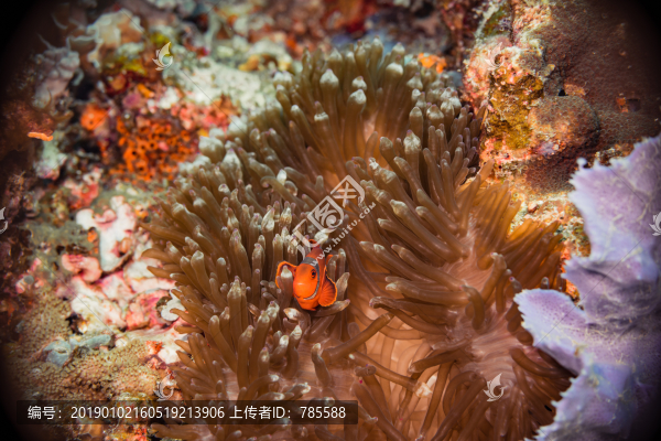小丑魚
