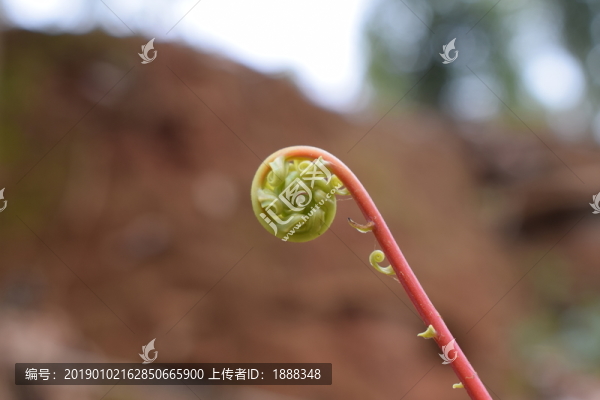 蕨類植物特寫