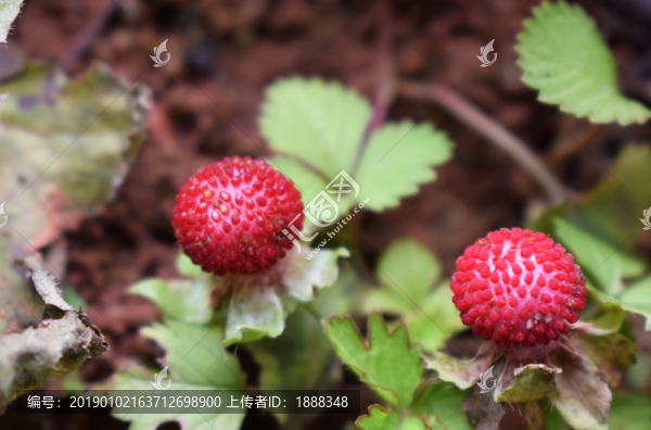 野生植物野莓