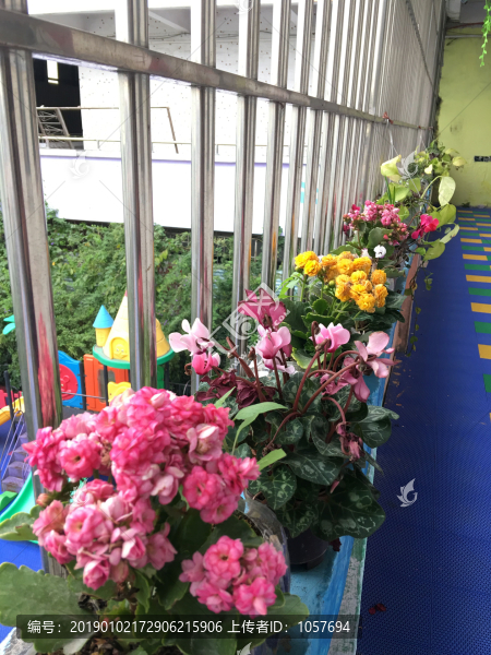 幼兒園陽臺的繡球花蝴蝶蘭