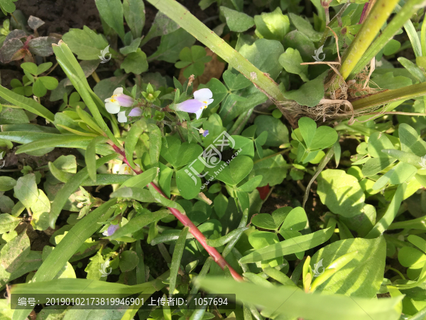 幸運(yùn)草三葉草和幼葵樹(shù)