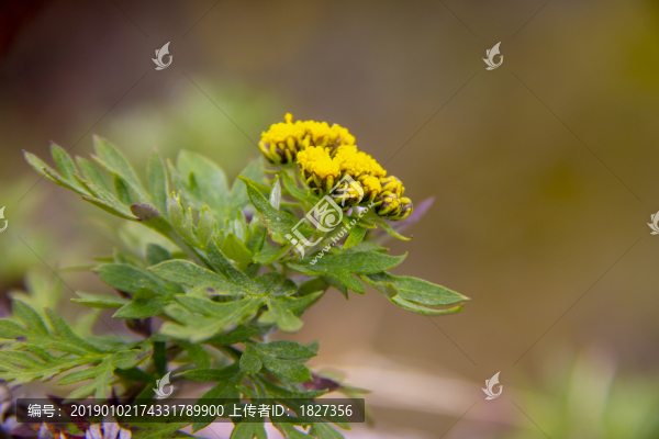 菊花