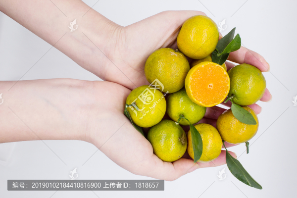 青香橘