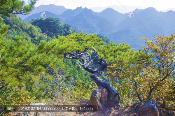 千山小黃山景區(qū)青蛇嶺松樹