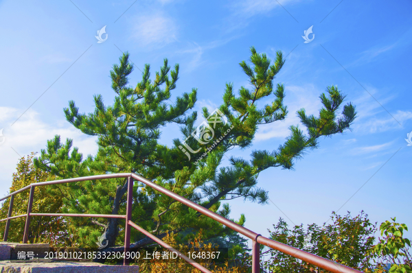 千山小黃山景區(qū)青蛇嶺青蛇松