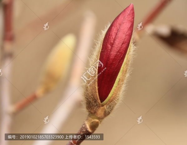 紅玉蘭