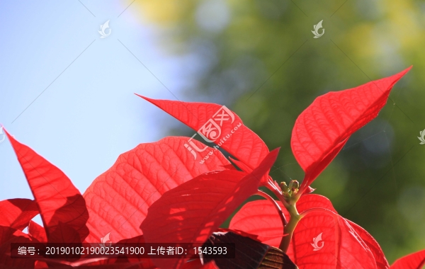一品紅