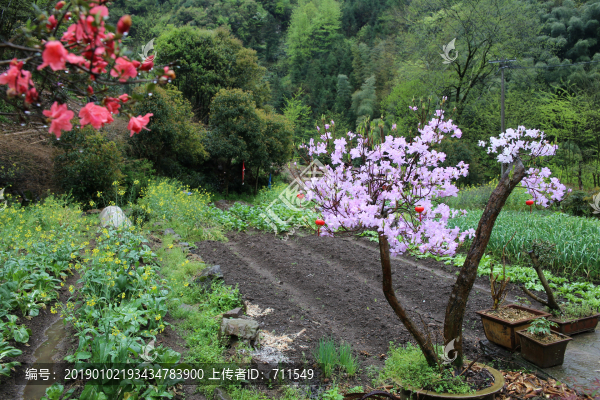 山村農(nóng)家菜園