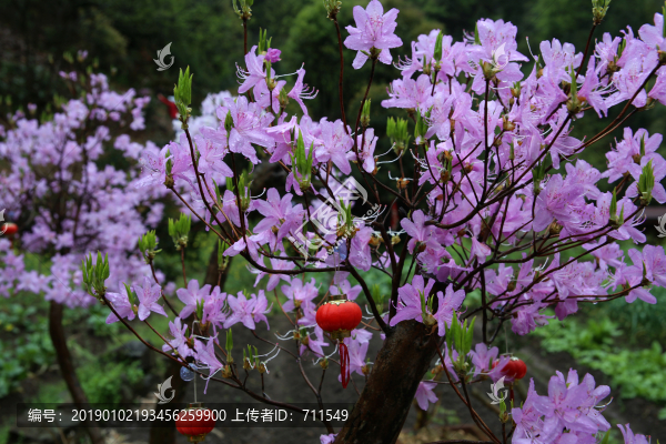杜鵑花