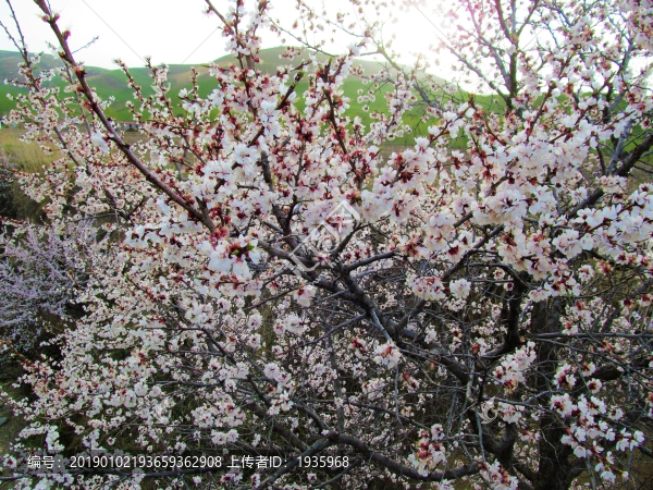 吐爾根鄉(xiāng)杏花林
