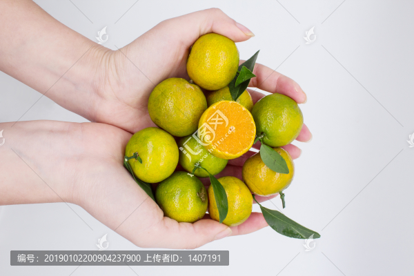 青香橘