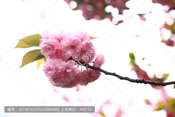 櫻花