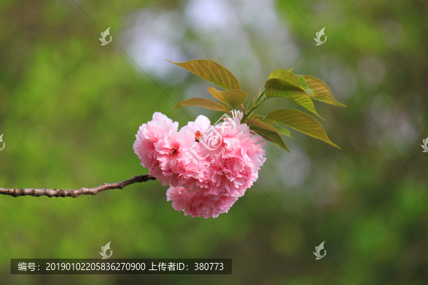 櫻花