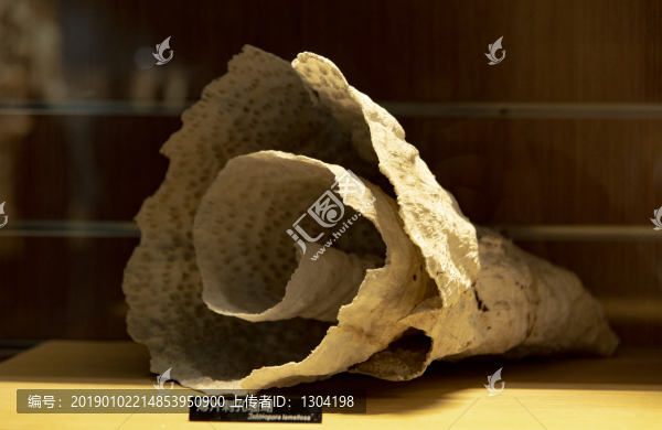 珊瑚
