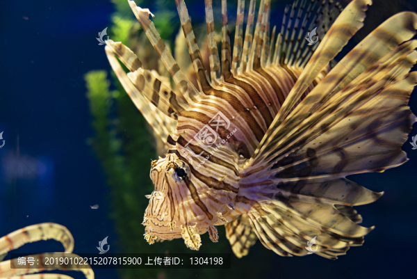 獅子魚(yú)