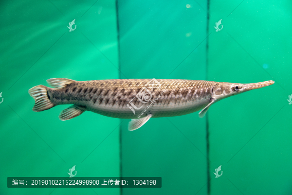 眼斑雀鱔魚