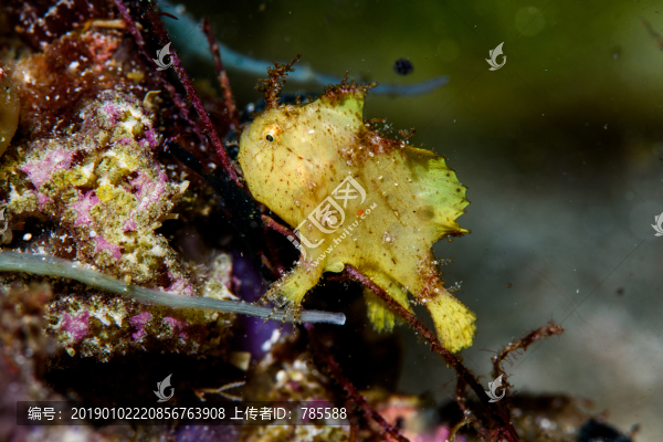 青蛙魚
