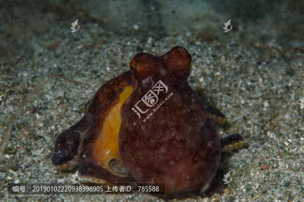 章魚