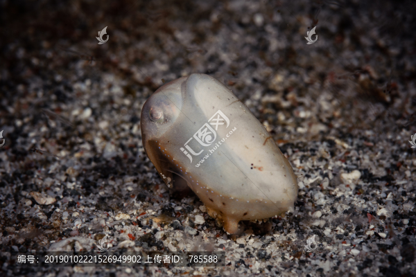 擬態(tài)章魚(yú)