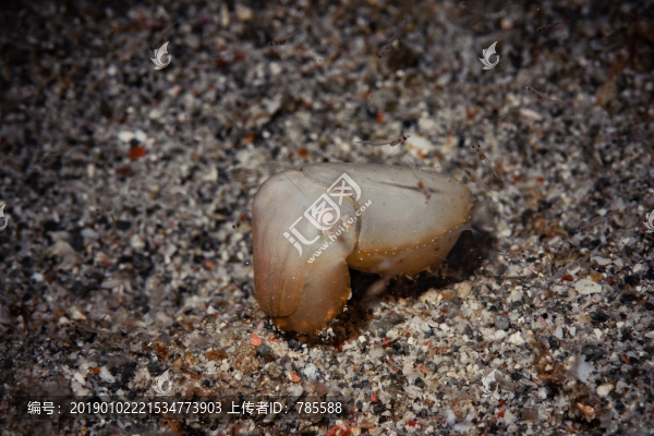 擬態(tài)章魚