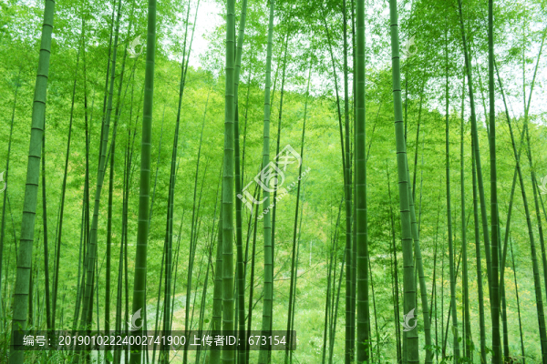 竹林