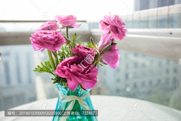 粉色花毛茛特寫