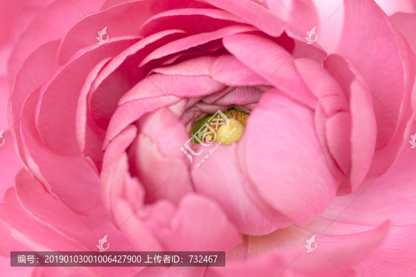 粉色花毛茛特寫