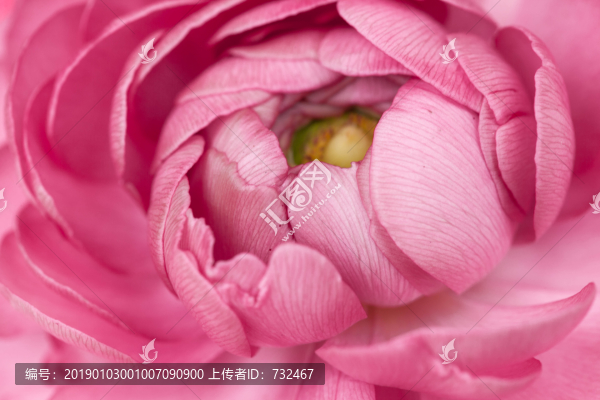 粉色花毛茛特寫(xiě)