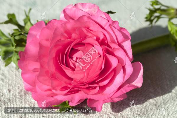 粉色花毛莨特寫(xiě)