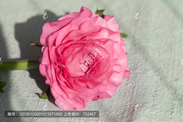 粉色花毛莨特寫