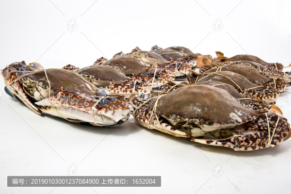 凍梭子蟹