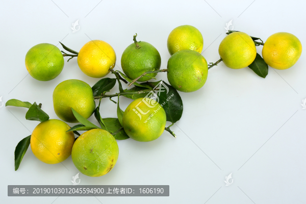 橙子廉江紅橙東紅江橙