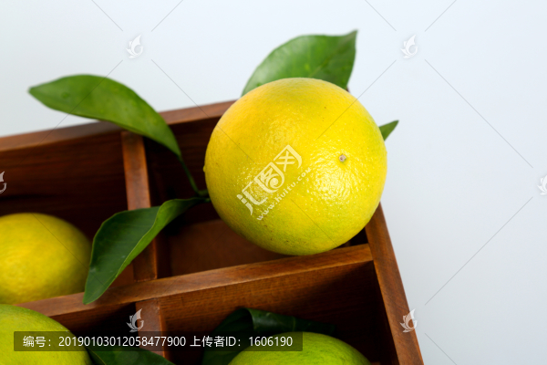 橙子廉江紅橙東紅江橙