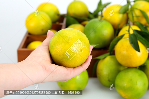 橙子廉江紅橙東紅江橙