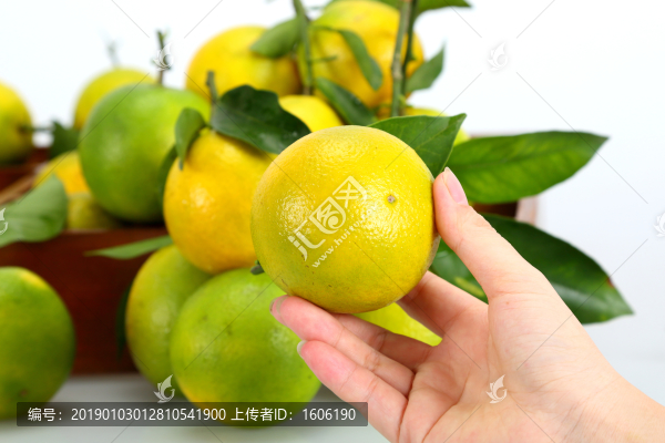 橙子廉江紅橙東紅江橙
