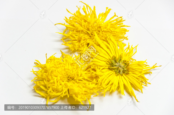貢菊