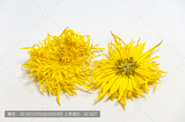 貢菊