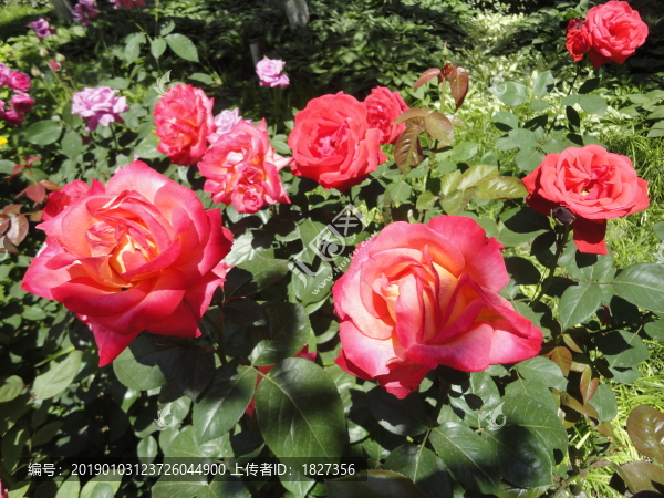 月季花