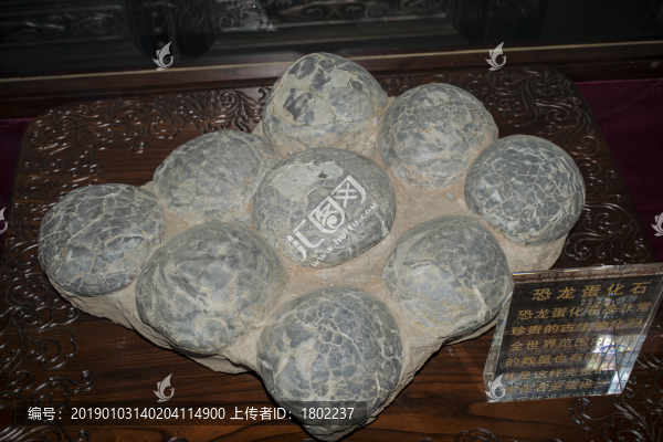 恐龍蛋化石