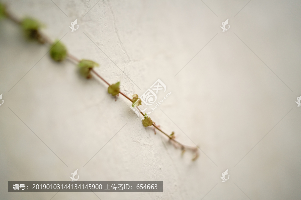 蘇州