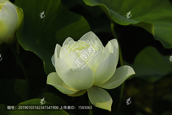 荷花