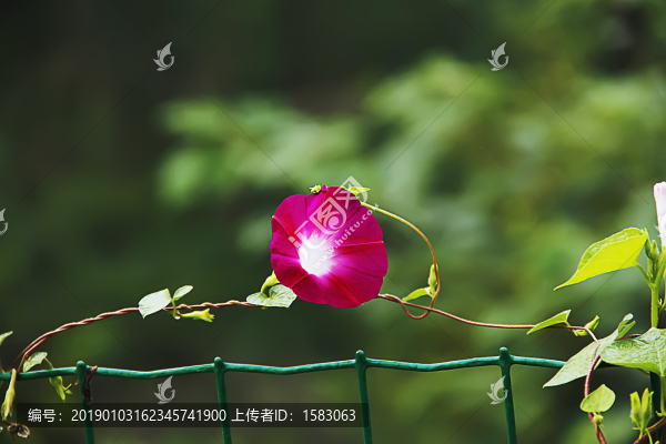 山野小花