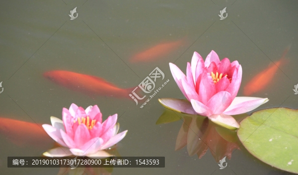 戲蓮