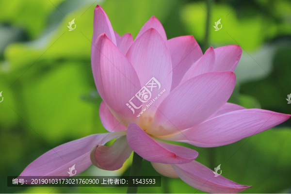 映日荷花別樣紅