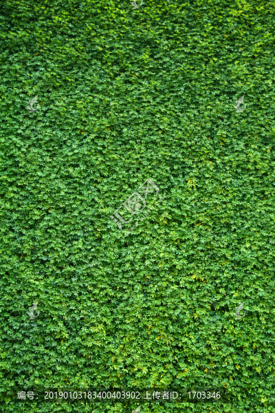 綠色植物背景墻
