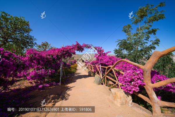 純凈藍(lán)天下的紫色鮮花拱門