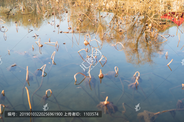 大明湖殘荷10