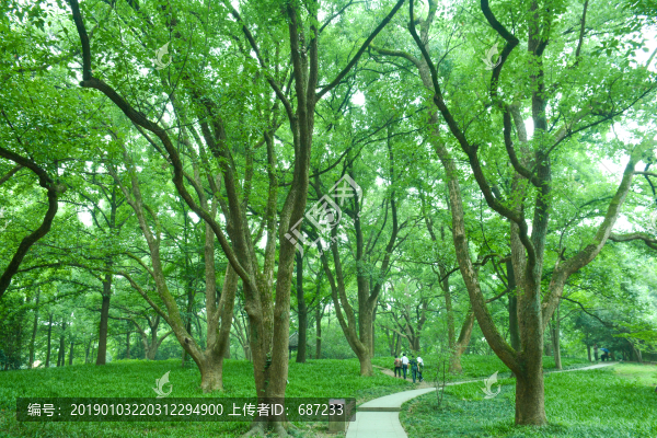 陽(yáng)光綠色樹(shù)林森林